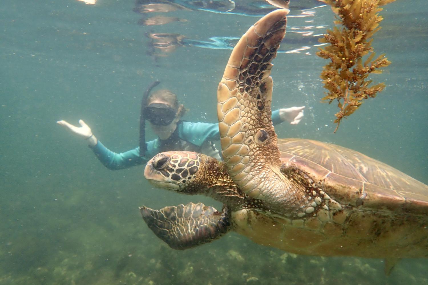 一名<a href='http://boxd.ngskmc-eis.net'>bv伟德ios下载</a>学生在Galápagos群岛游学途中与一只巨龟游泳.